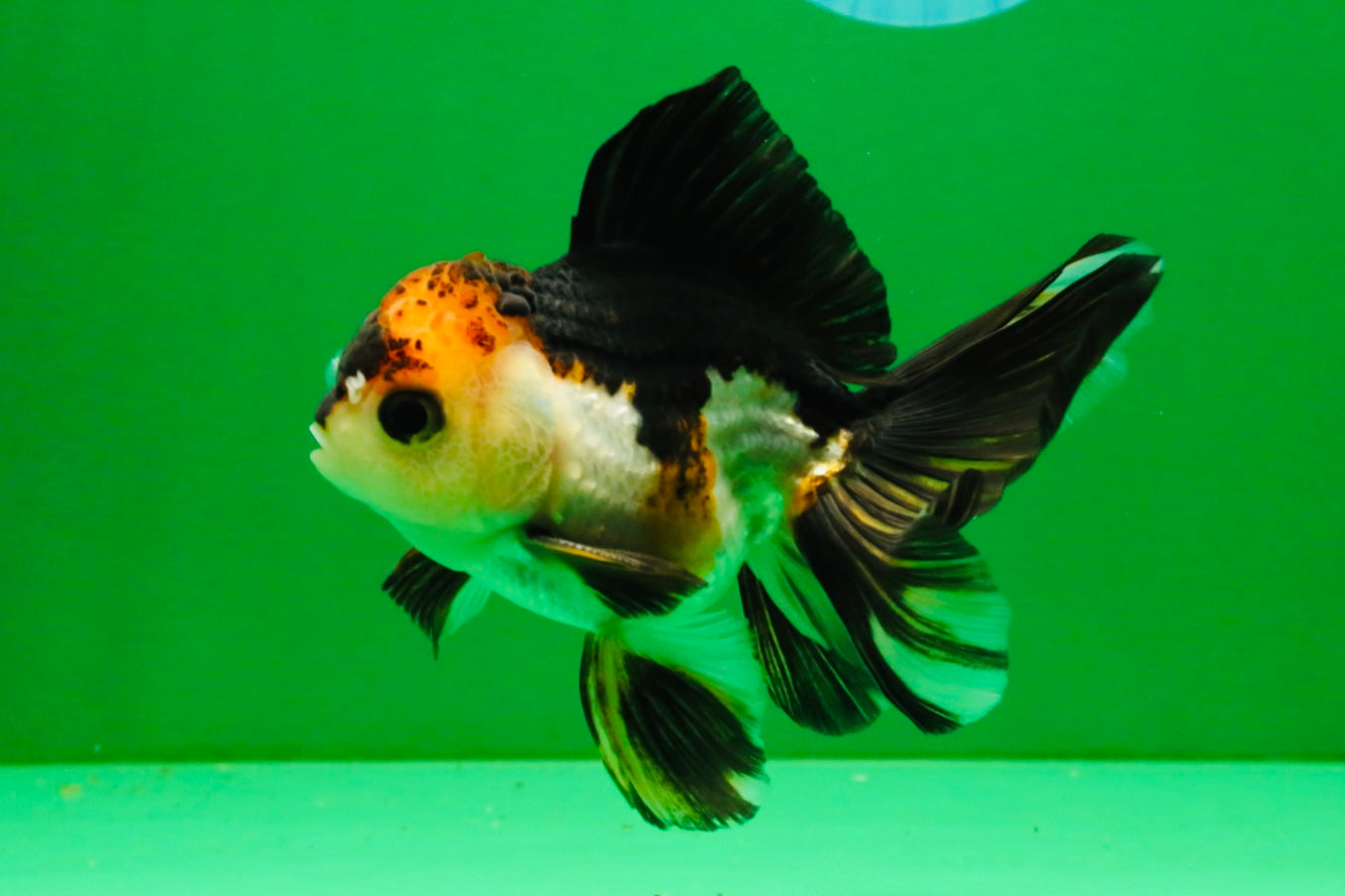 [SINGLE] Tricolor Oranda Male 4 inches #112125SO_04
