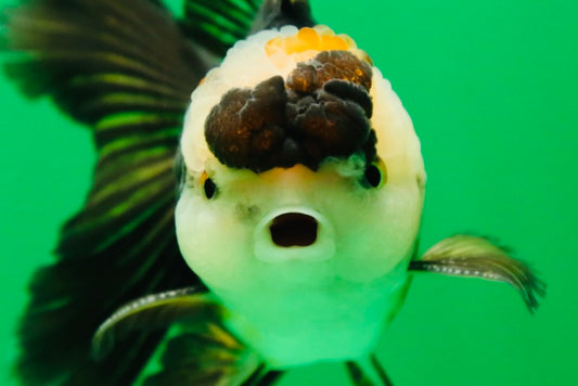 [SINGLE] Panda Oranda Male 4.5 inches #090525SO_04