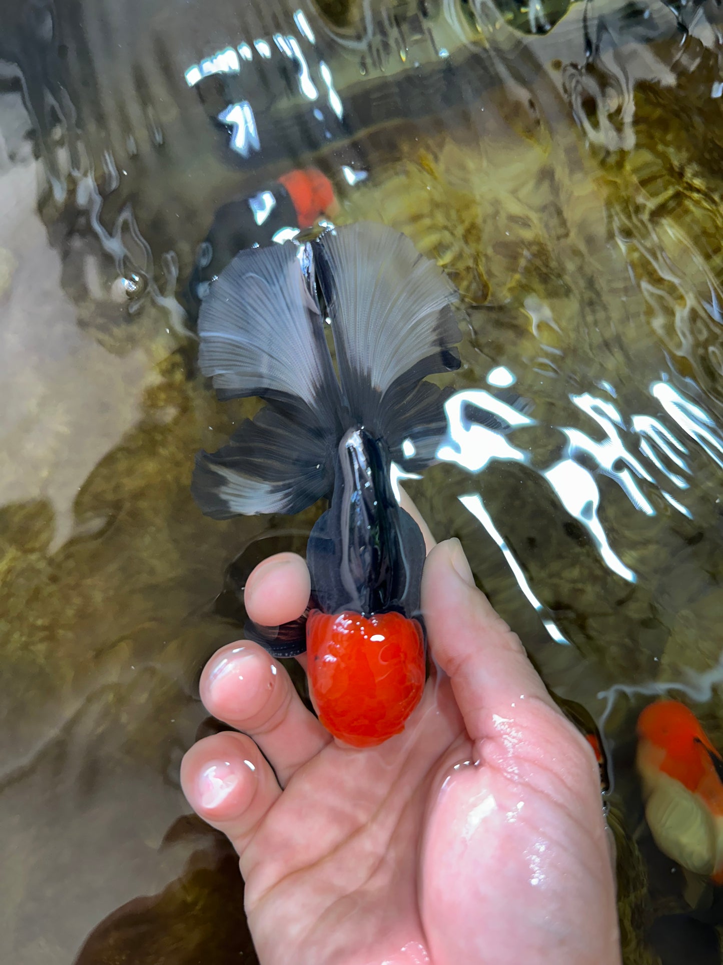 [SINGLE] Tricolor Oranda Male 4.5-5 inches #080825SO_09