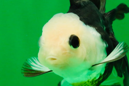 [SINGLE] Panda Button Eyes Oranda Female 4-4.5 inches #111425SO_07