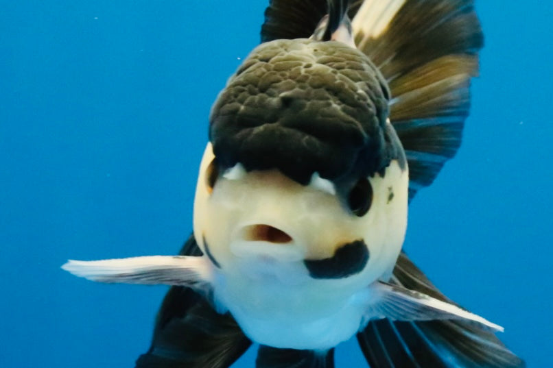 [SINGLE] Panda Oranda Male 4.5 inches #040326SO_08