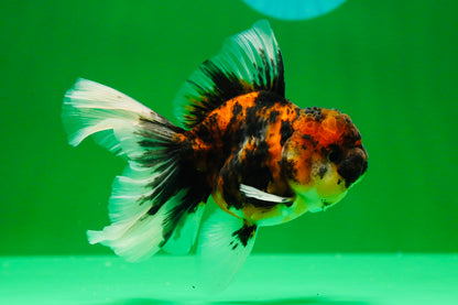 [SINGLE] Stunning Fluffy Wen Tiger Oranda Male 4 inches #011725SO_02