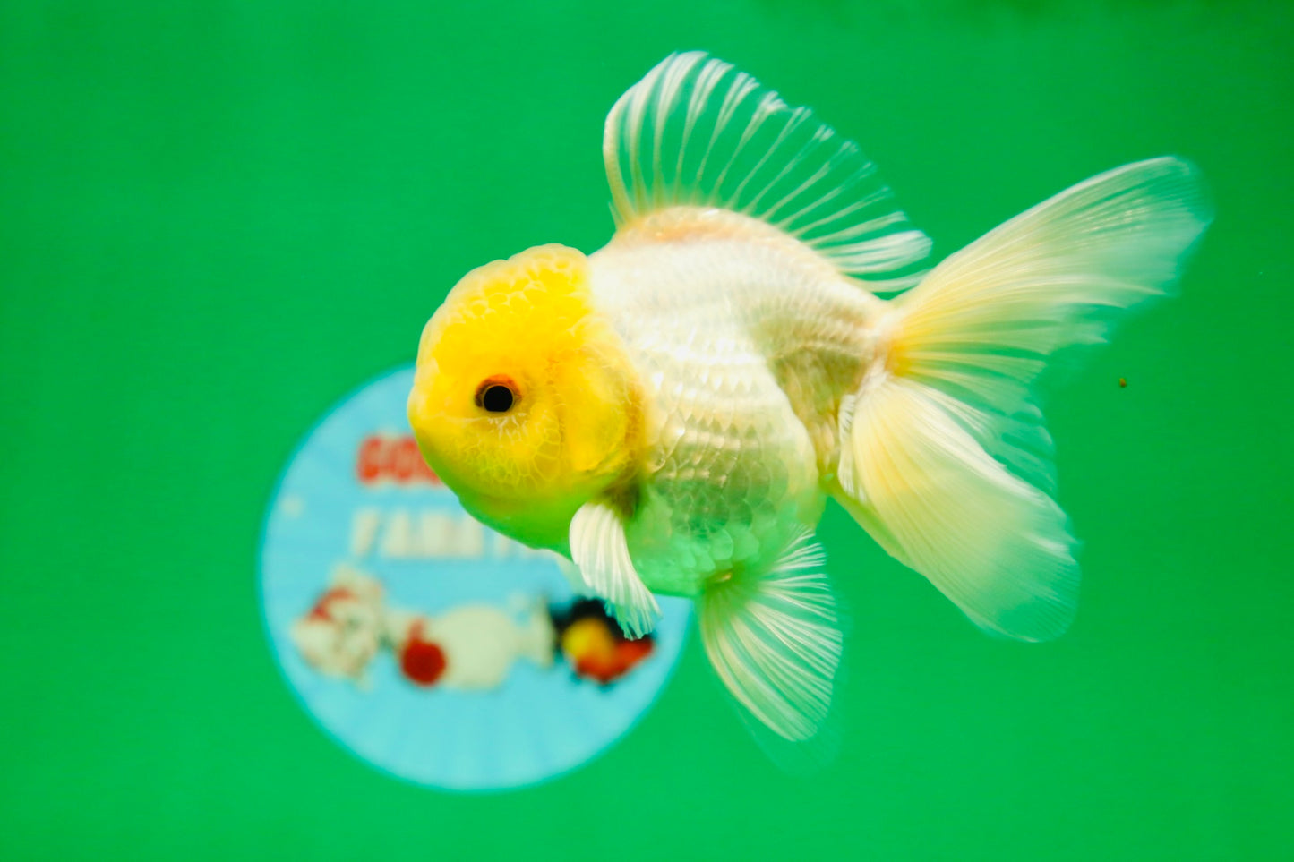 [SINGLE] Lemonhead Oranda Male 4.5 inches #090525SO_07