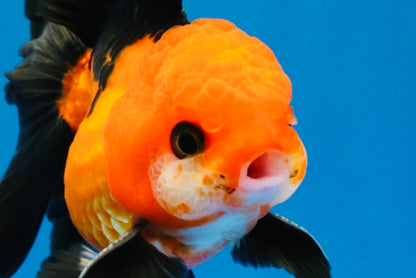 [SINGLE] Apache Oranda Male 4 inches #022726SO_08