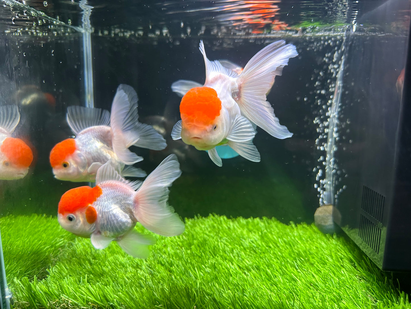 [QUAD] - Red Cap (2) Male & (2) Female 4-inches Oranda #110824SO_13