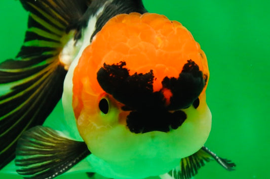 [SINGLE] Tricolor Oranda Male 4-4.5 inches #091925SO_07