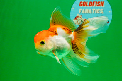 [SINGLE] Tricolor Oranda Female 4 inches #112125SO_07