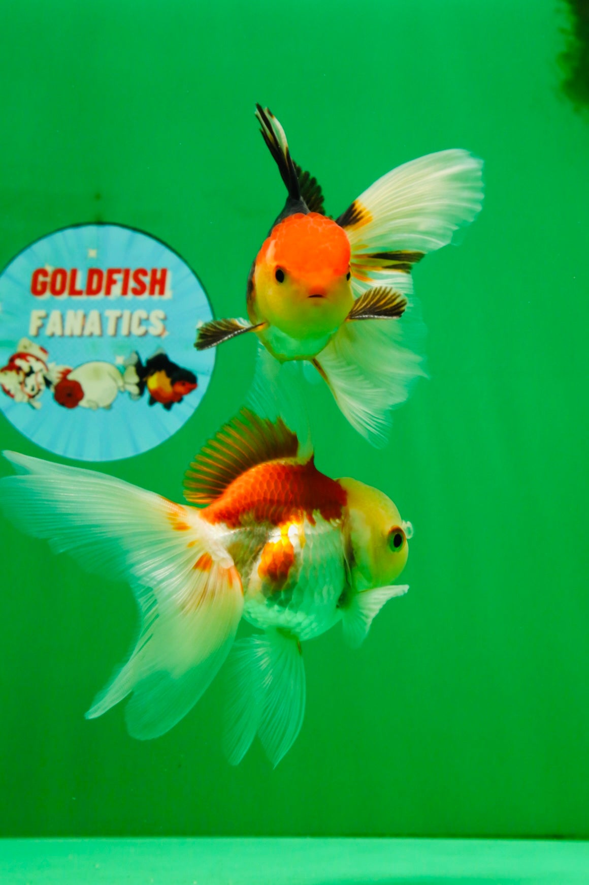 [COUPLE] Tricolor Male & Red White Female Oranda 4-4.5 inches #101025CO_03