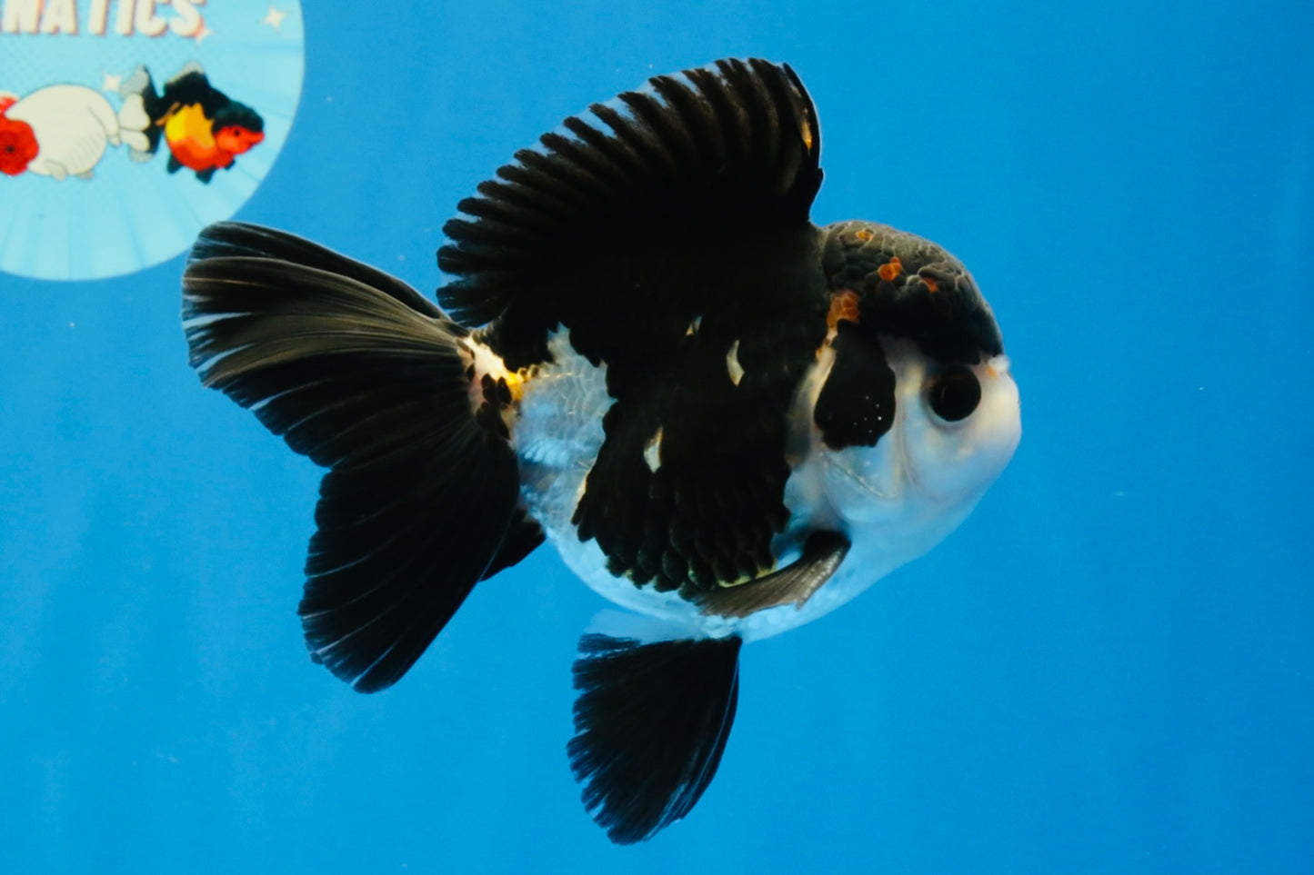 [SINGLE] Tricolor Oranda Male 4.5 inches #022726SO_03