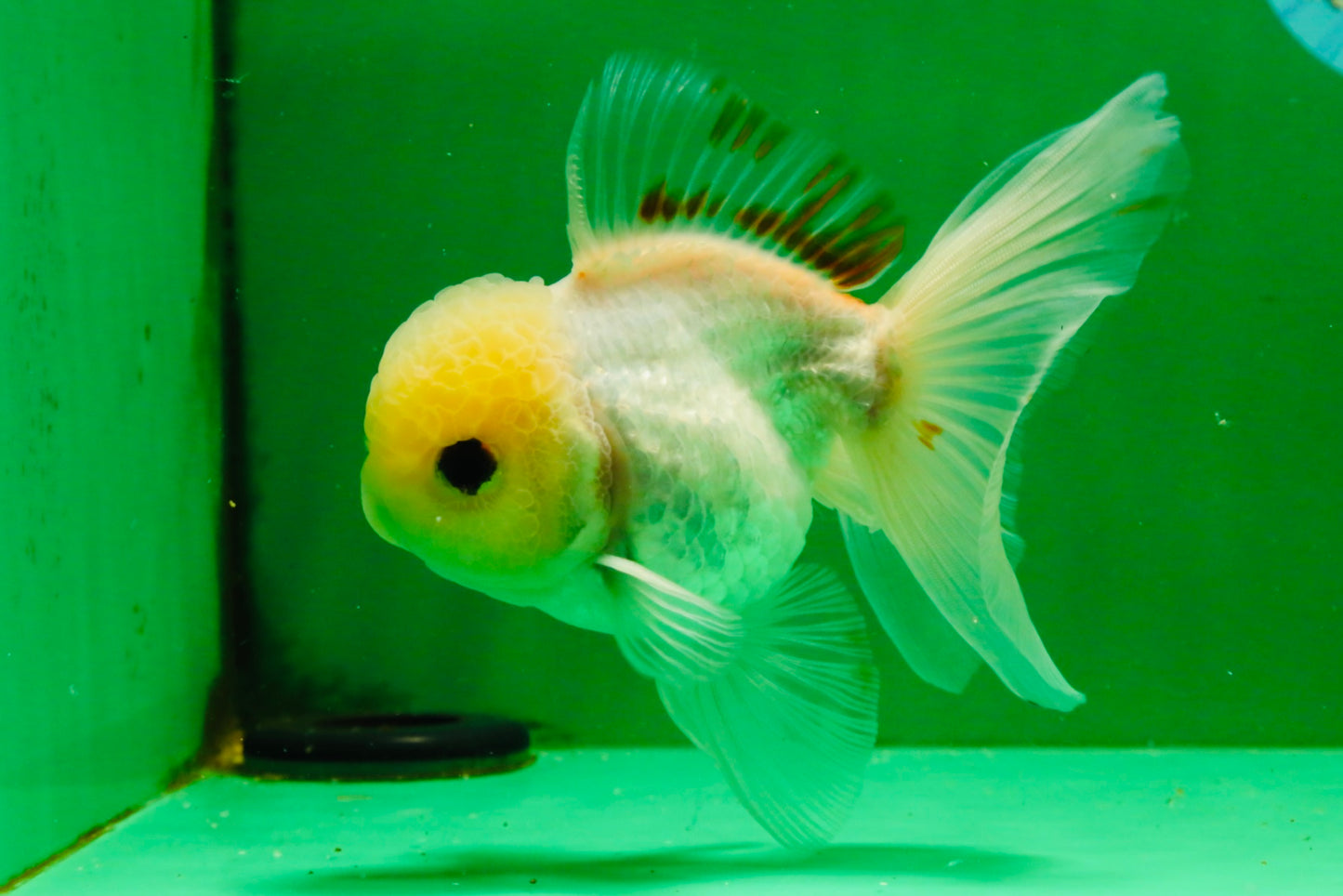 [SINGLE] White Oranda Male 5 inches #121925SO_01