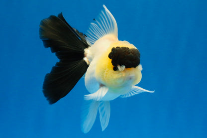 [SINGLE] Panda Oranda Male 4-4.5 inches #022726SO_09