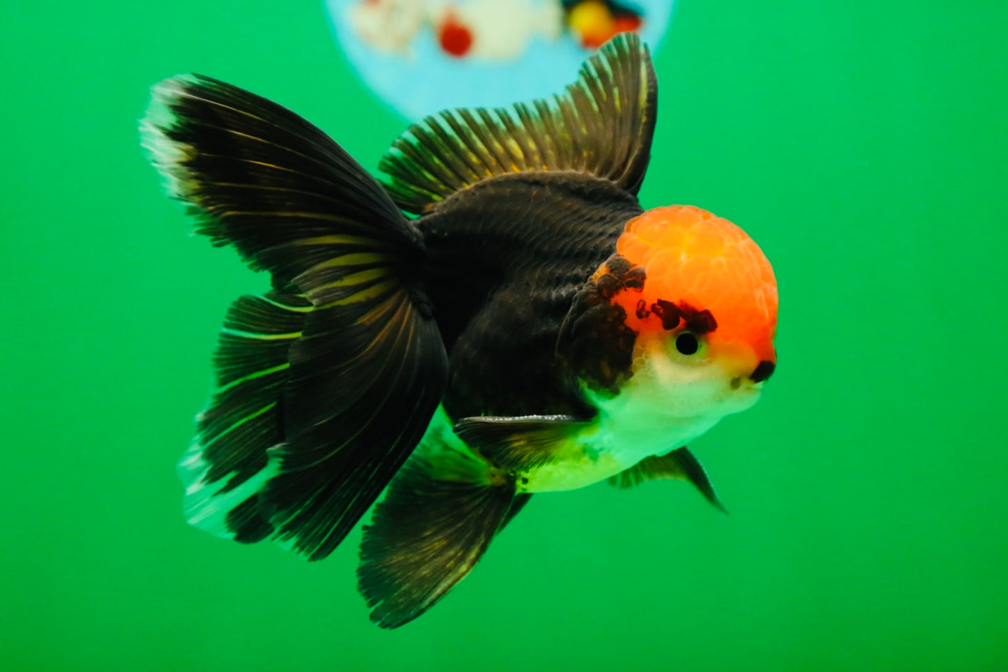 [SINGLE] Panda Oranda Male 4.5 inches #090525SO_06