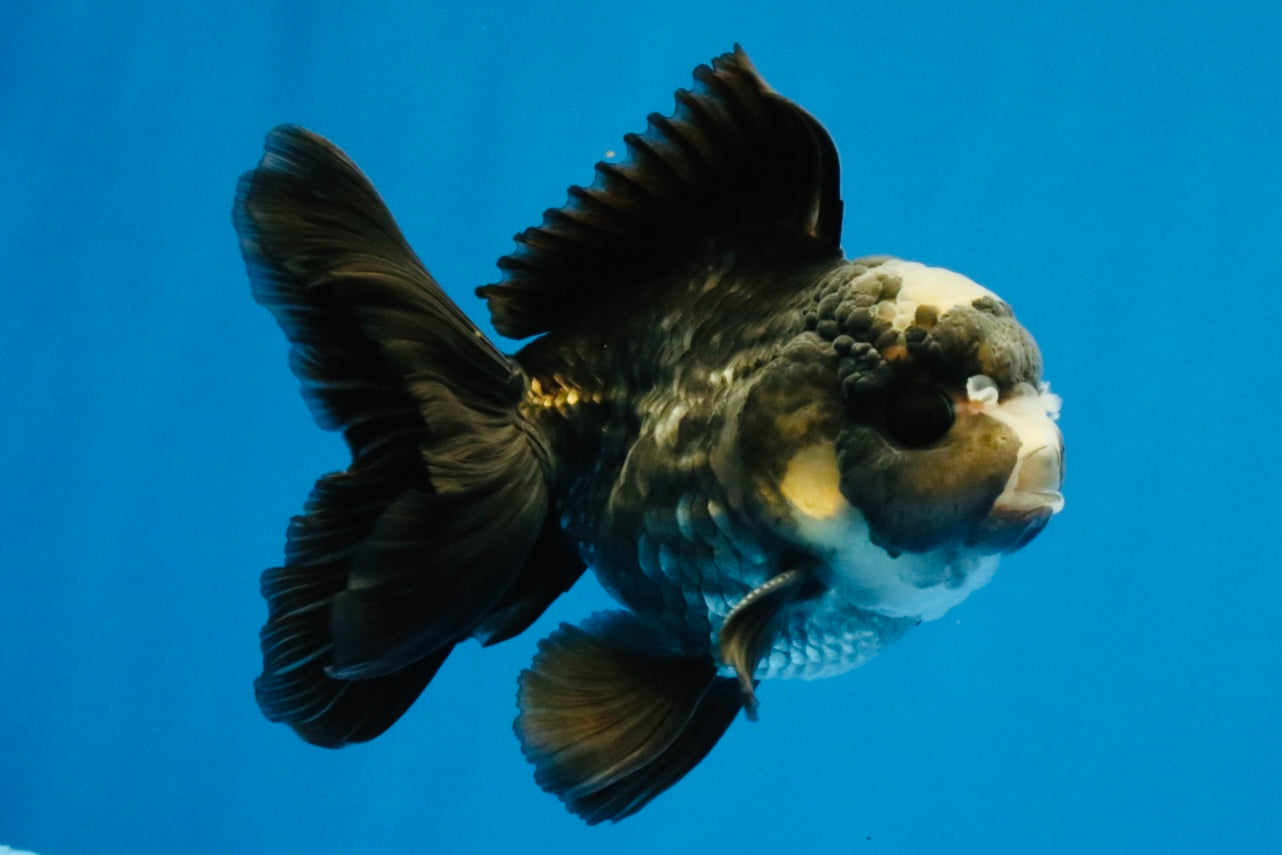 [SINGLE] Panda Oranda Male 4-4.5 inches #040326SO_06