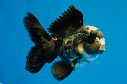 [SINGLE] Panda Oranda Male 4-4.5 inches #040326SO_06