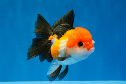 [SINGLE] Tricolor Oranda Female 4-4.5 inches #030626SO_09