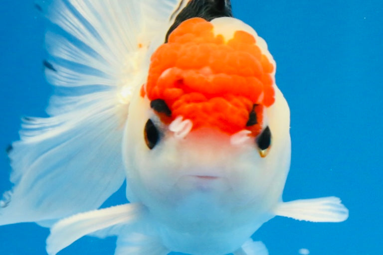 [SINGLE] Tricolor Oranda Male 4.5 inches #022726SO_02