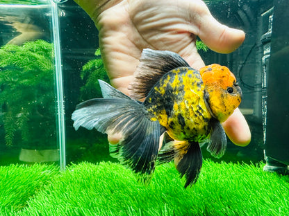 [COUPLE] Tiger & Kirin Oranda size 4-4.5 inches #111524CO_12