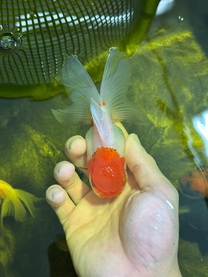 [SINGLE] Red Cap Oranda Female 4 inches #112924SO_19