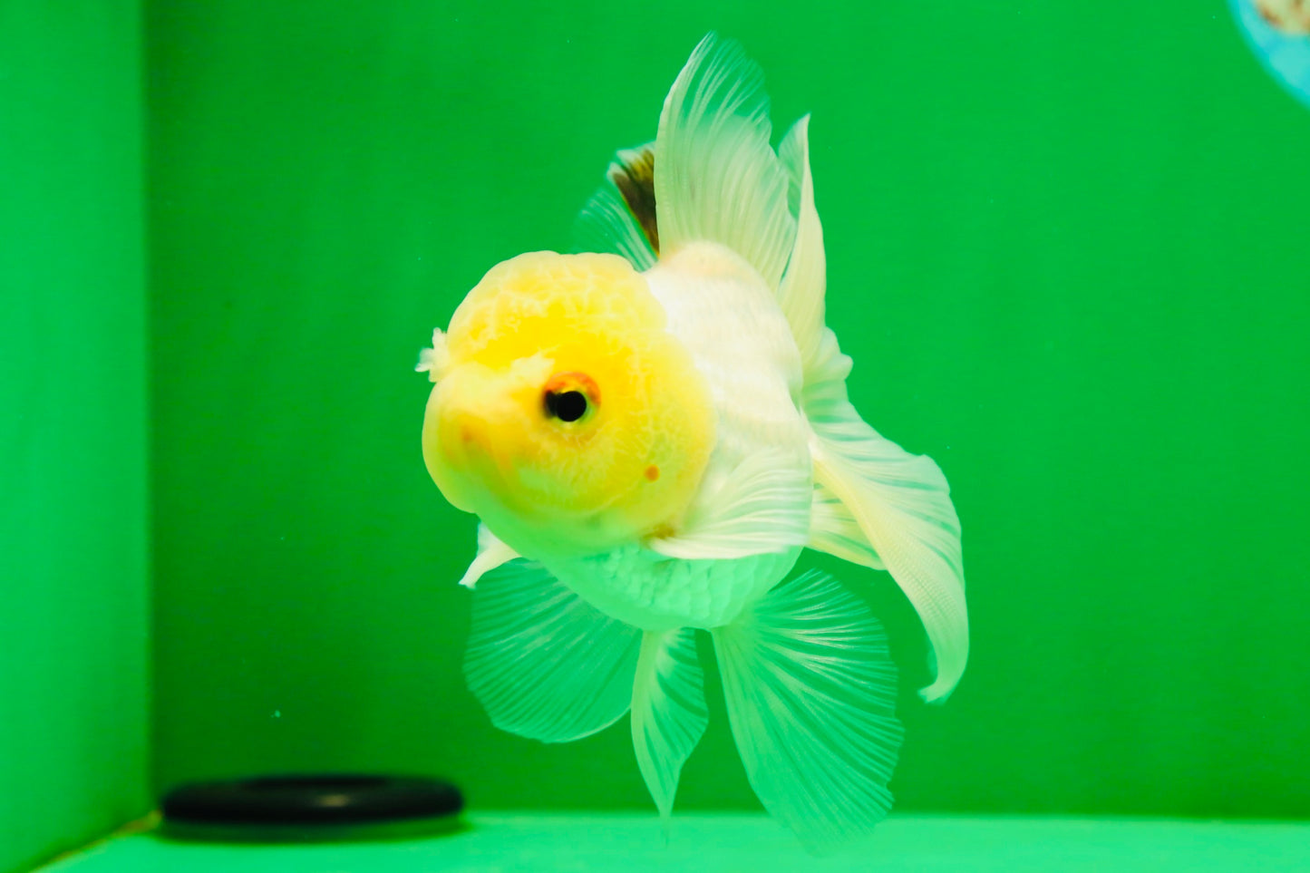 [SINGLE] White Oranda Male 4.5-5 inches #041825SO_03