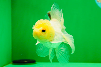 [SINGLE] White Oranda Male 4.5-5 inches #041825SO_03