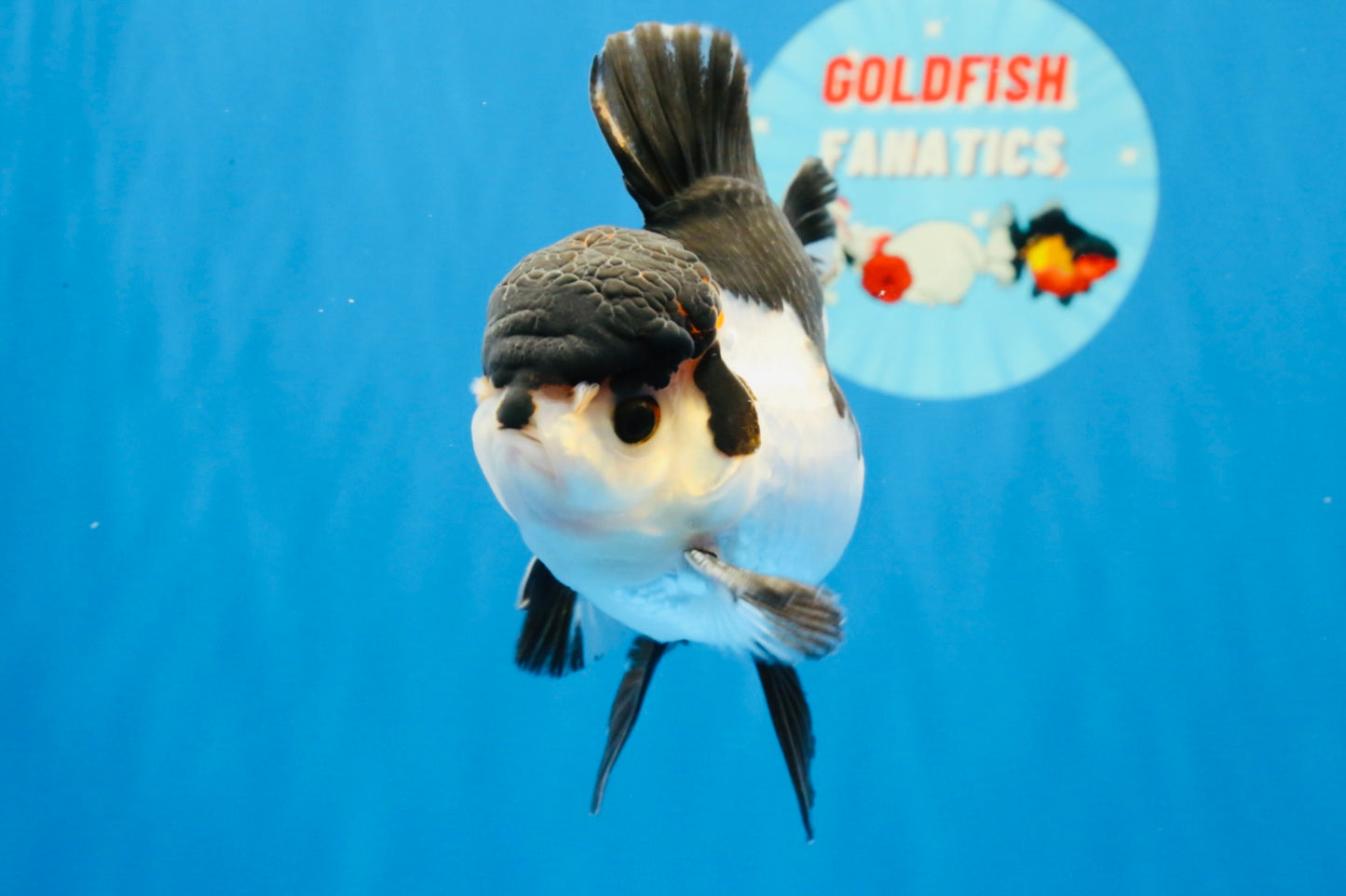 [SINGLE] Tricolor Oranda Male 4.5 inches #022726SO_03