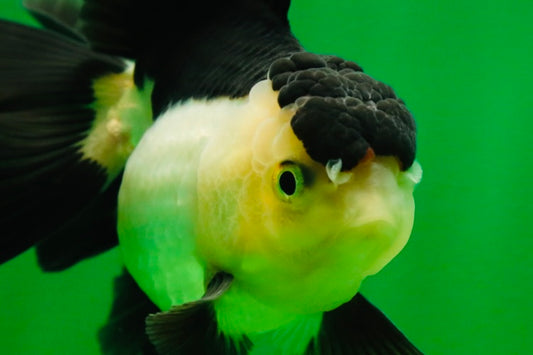 [SINGLE] Panda Oranda Female 4.5 inches #080825SO_05