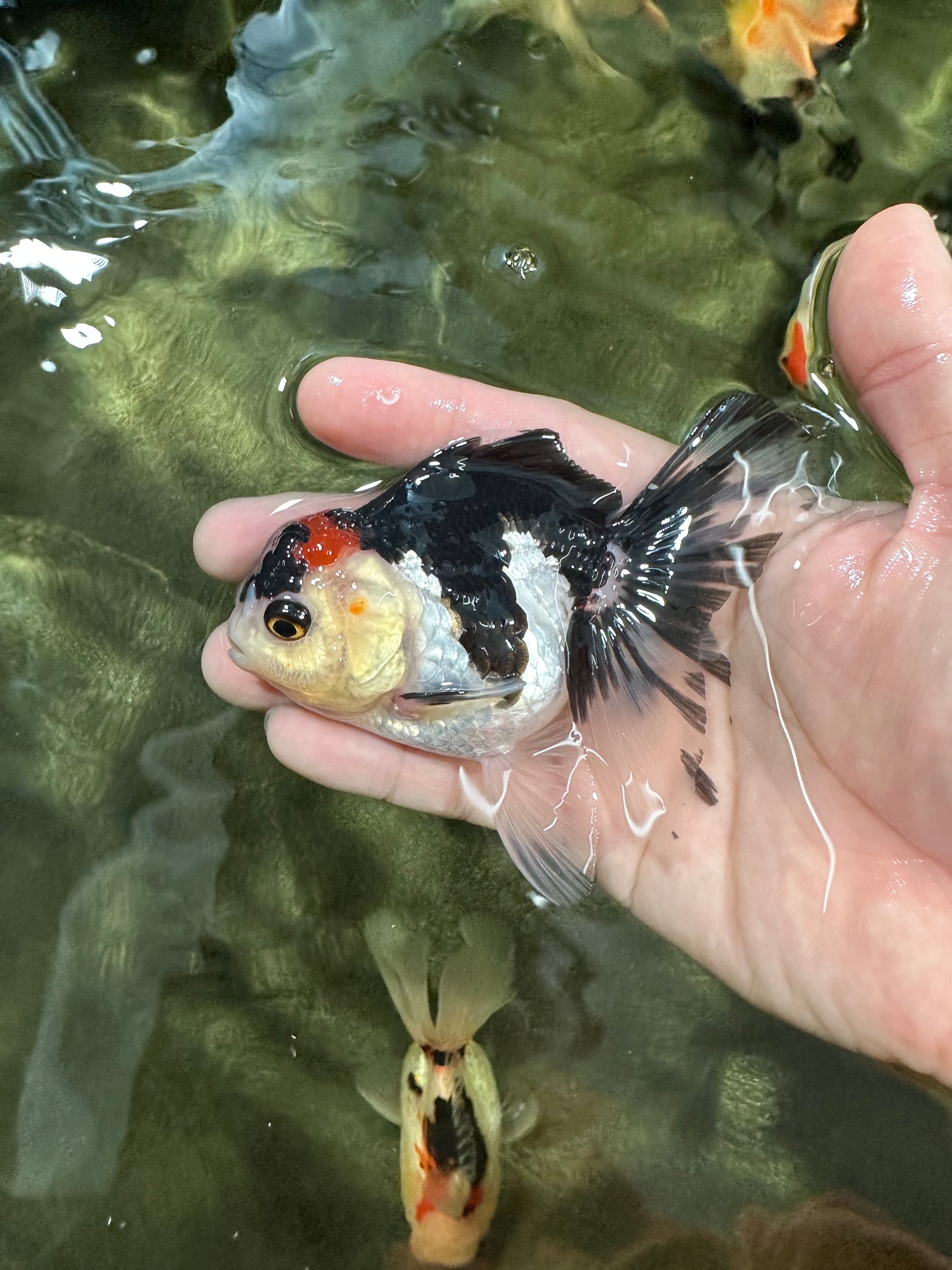 [COUPLE] Red Head Male & Tricolor Button Eyes Female Oranda 4 inches #052325CO_07