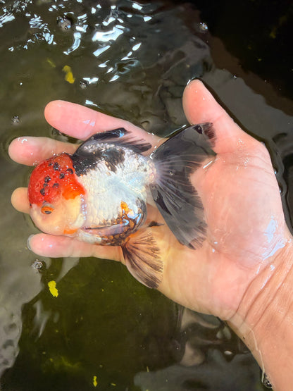 [SINGLE] Tricolor Oranda Female 4-4.5 inches #041026SO_01