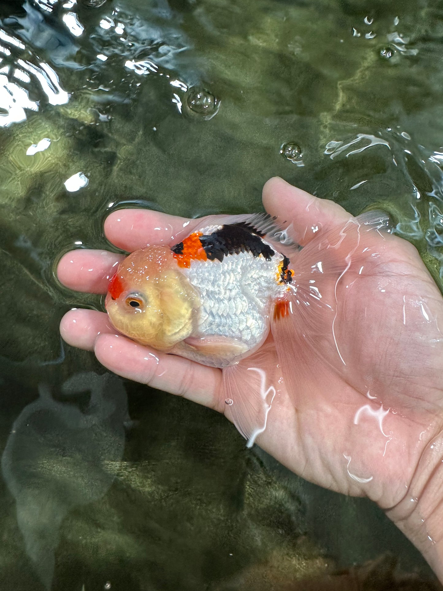 [COUPLE] Panda & Tricolor Male Oranda 4-4.5 inches #052325CO_04