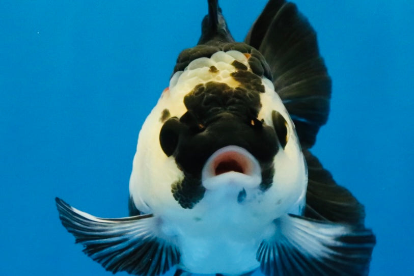 [SINGLE] Panda Oranda Female 4-4.5 inches #041026SO_03