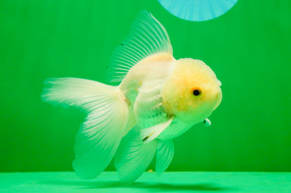 [SINGLE] White Oranda Male 4.5 inches #041825SO_05
