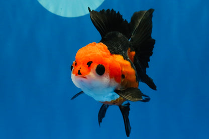 [SINGLE] Tricolor Button Eyes Oranda Female 4-4.5 inches #030626SO_07
