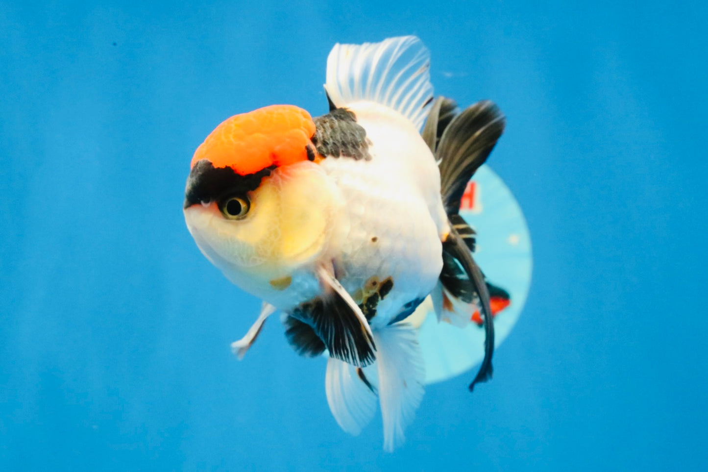 [SINGLE] Tancho Tricolor Oranda Male 4-4.5 inches #031326SO_05