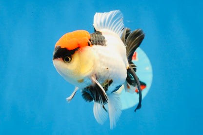 [SINGLE] Tancho Tricolor Oranda Male 4-4.5 inches #031326SO_05