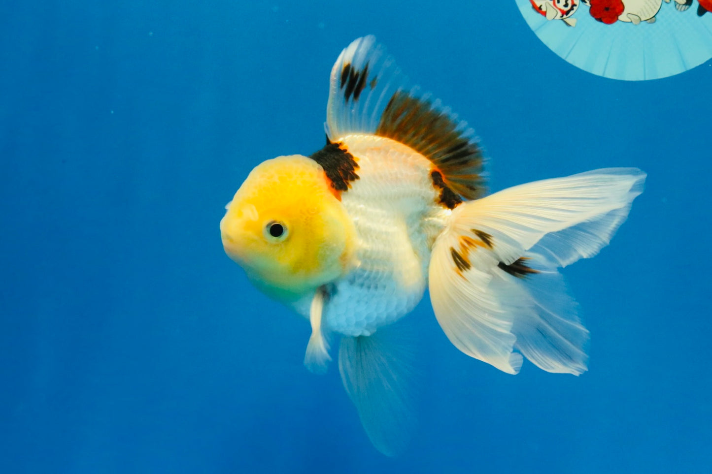 [SINGLE] Tricolor Oranda Male 4.5 inches #032026SO_07