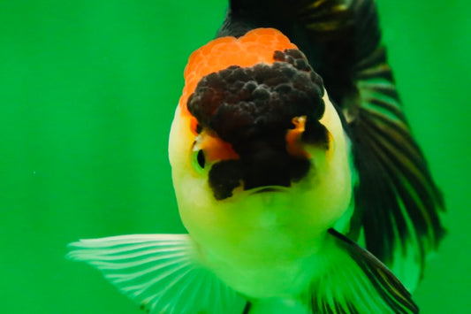 [SINGLE] Tricolor Oranda Female 4.5 inches #080825SO_01