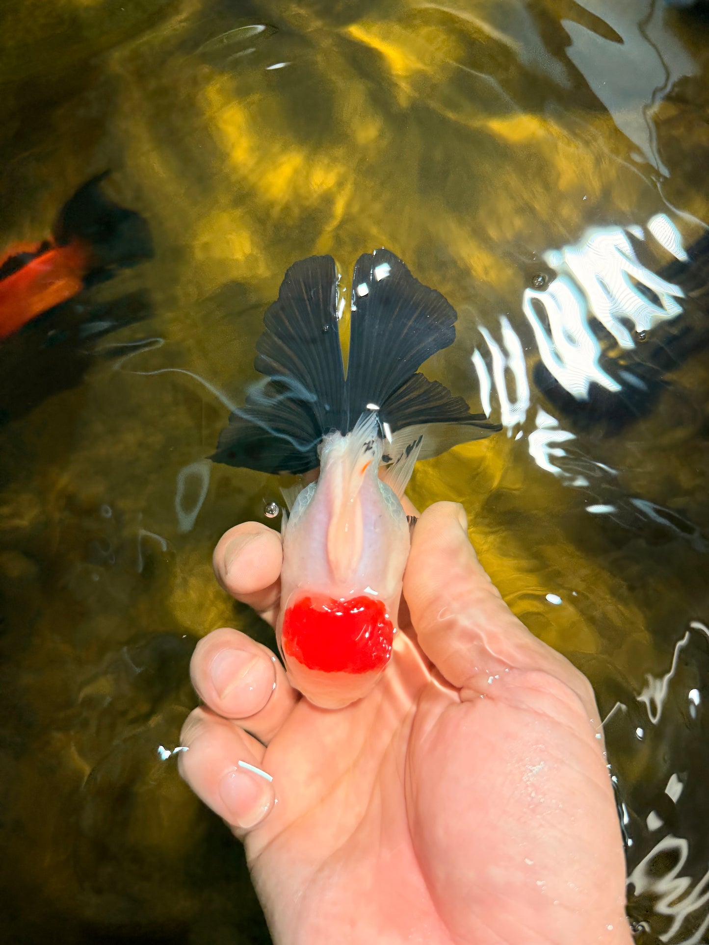 [SINGLE] Tricolor Button Eyes Oranda Male 4-4.5 inches #030626SO_04