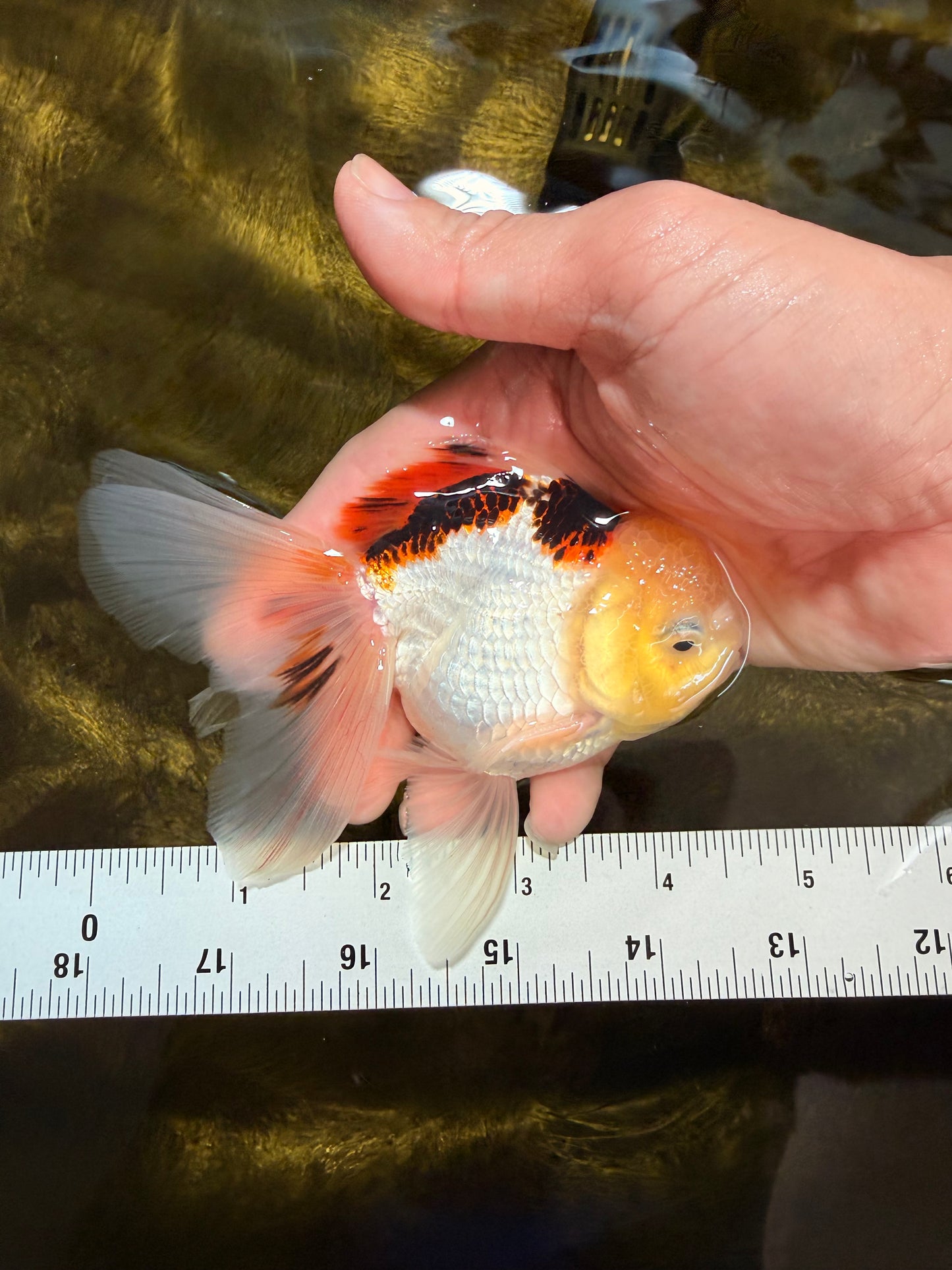 [SINGLE] Tricolor Oranda Male 4.5 inches #032026SO_07