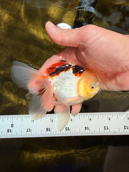 [SINGLE] Tricolor Oranda Male 4.5 inches #032026SO_07