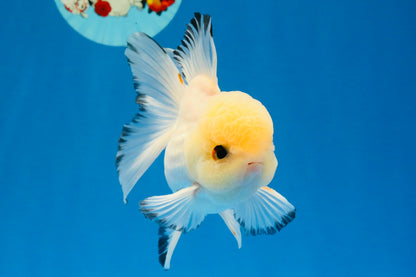 [SINGLE] Tricolor Oranda Male 4.5-5 inches #030626SO_05