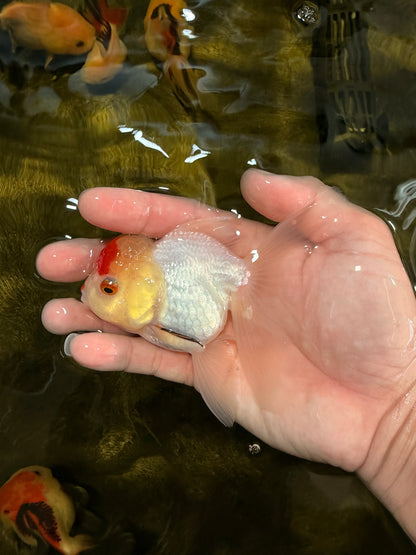 [SINGLE] Red White Oranda Female 4 inches #032026SO_01