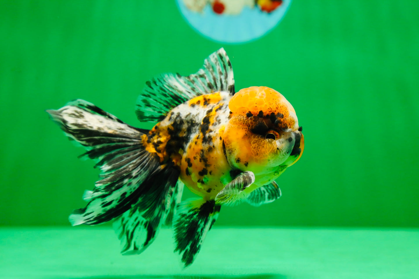 [SINGLE] Tiger Oranda Male 4.5 inches #082225SO_04