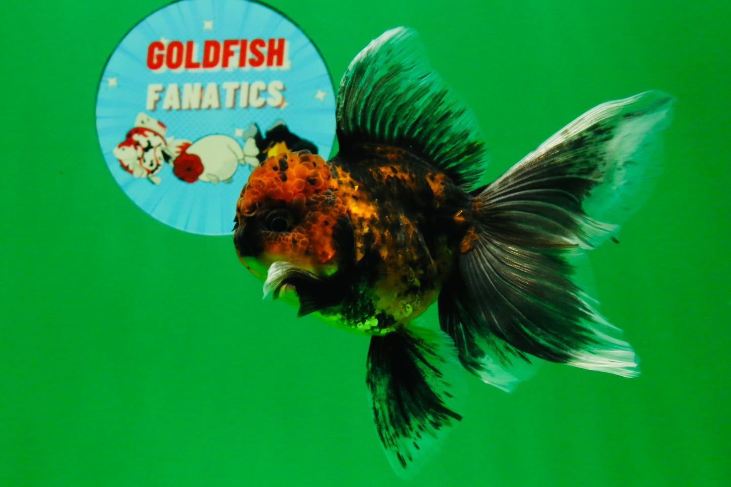 [SINGLE] Tiger Oranda Male 5 inches #112125SO_01