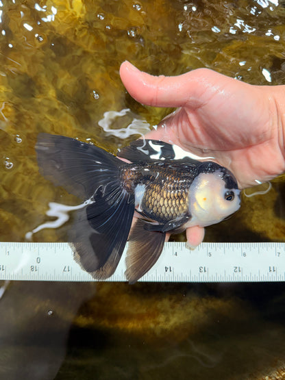 [SINGLE] Panda Oranda Male 5.5-6  inches #121925SO_02