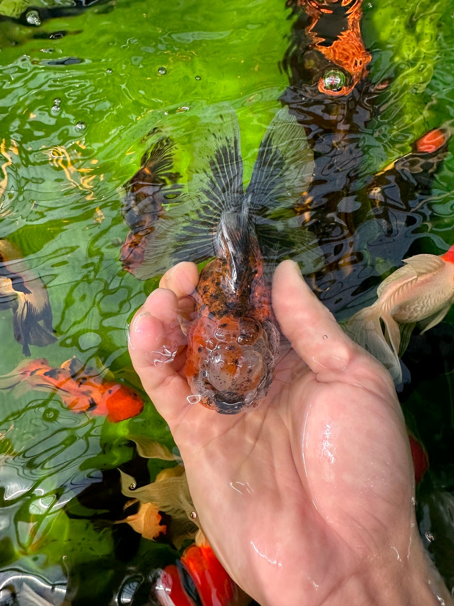 [SINGLE] Calico Oranda Female 4.5-5 inches #110824SGO_22