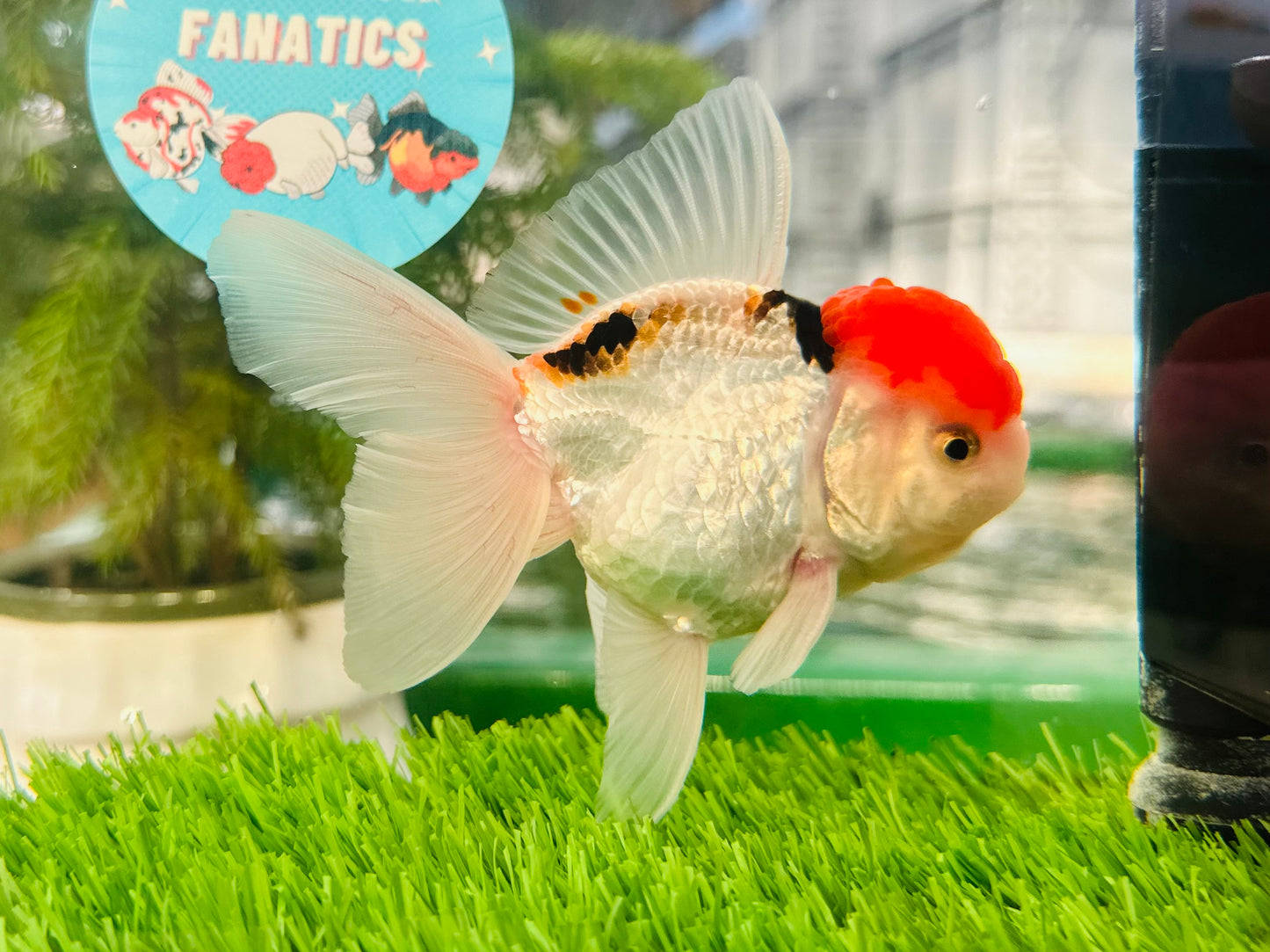 [SINGLE] Red Cap Oranda Male size 4-4.5 inches #112224SO_13