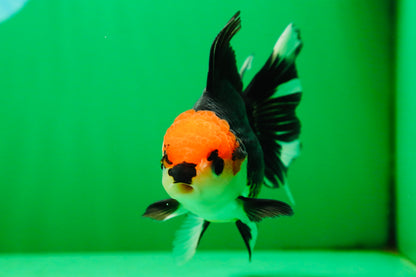 [SINGLE] Tricolor Button Eyes Oranda Female 5 inches #081525SO_12