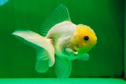 [SINGLE] White Male Oranda 4 inches #101025SO_10