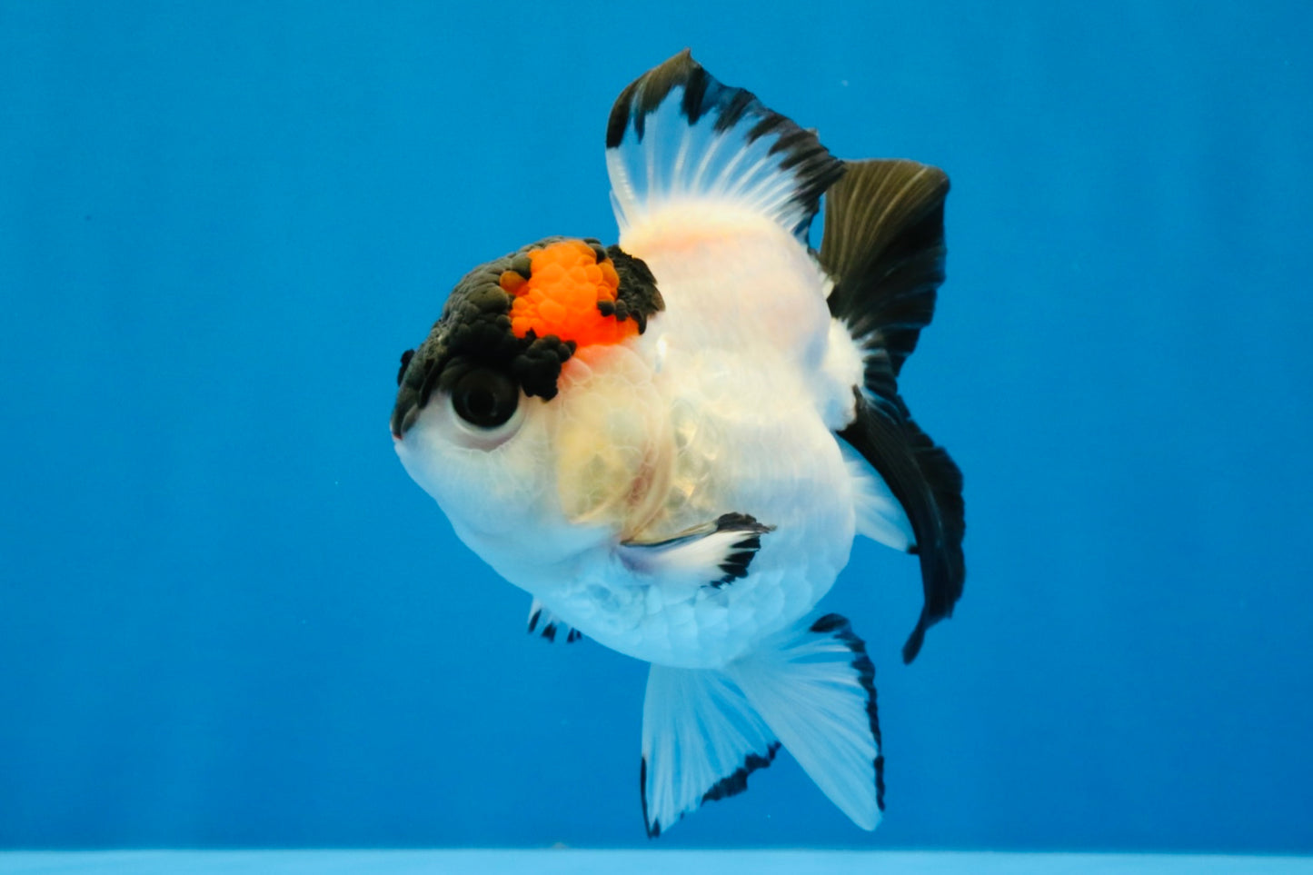 [SINGLE] Tricolor Oranda Female 4-4.5 inches #041026SO_05