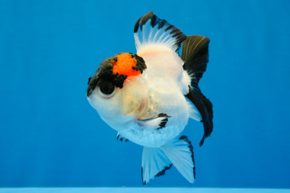 [SINGLE] Tricolor Oranda Female 4-4.5 inches #041026SO_05